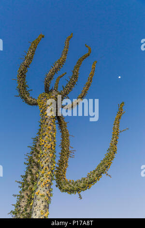 Arbre généalogique Boojum sous une pleine lune, également appelé Fouquieria columnaris, Cirio, Rancho Santa Inez, Baja California, Mexique Banque D'Images