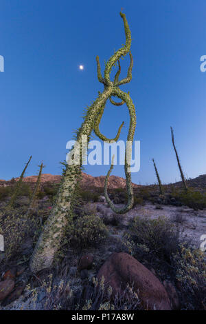 Arbre généalogique Boojum sous une pleine lune, également appelé Fouquieria columnaris, Cirio, Rancho Santa Inez, Baja California, Mexique Banque D'Images