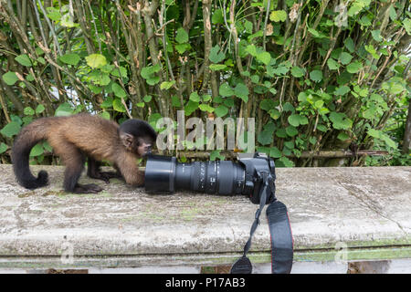 'Pet' en captivité à touffeter, capucin, apella Sapajus, avec appareil photo, village de San Francisco, Loreto, Pérou Banque D'Images