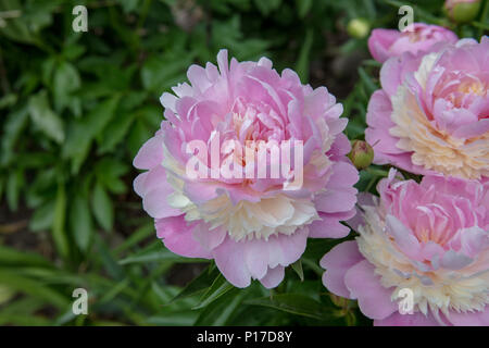 'Sorbet' jardin commun, Luktpion la pivoine (Paeonia lactiflora) Banque D'Images