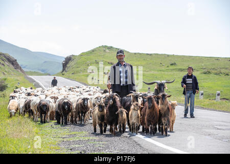 Tatev, Arménie - 2 Jun 2018 : les bergers arméniens marche sur la route avec leur troupeau de moutons et de chèvres sur une journée ensoleillée. Banque D'Images