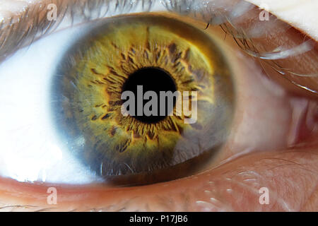 Gros plan extrême sur les droits de l'homme macro oeil avec hazel green brown iris et pupille restreint Banque D'Images