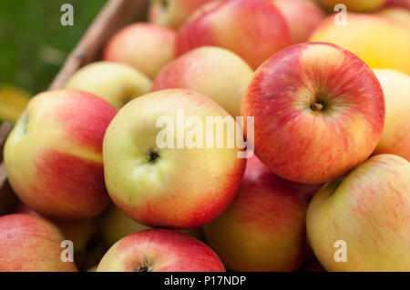 Pile de venu jaune et rouge des pommes mûres Banque D'Images