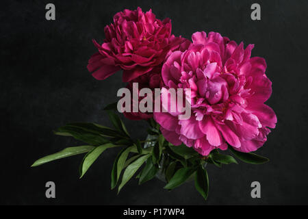 Belles pivoines rose sur fond sombre. La vie toujours floral. Les fleurs Magenta Banque D'Images