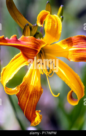 Orange Daylily Hemerocallis 'Spindazzle' Dayliles, fleur Banque D'Images