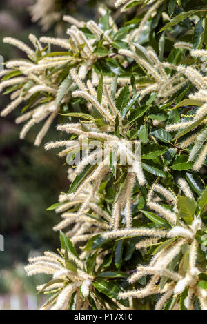 Sweet chestnut Castanea sativa, arbre, fleurs blanches Banque D'Images