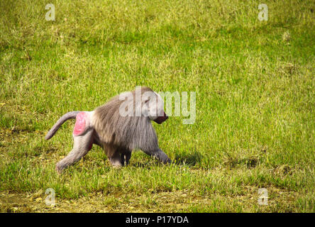 Singe mâle (Papio hamadryas hamadryad, genre de babouins) marcher sur l'herbe verte Banque D'Images