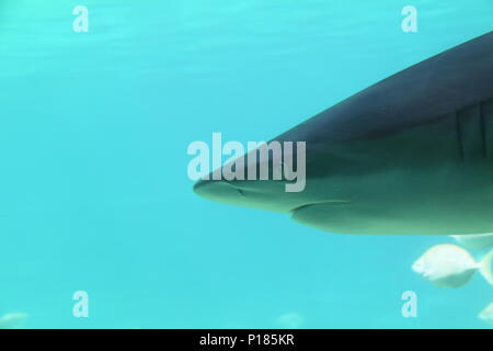 Grand requin blanc (Carchardon Carcharias) Banque D'Images