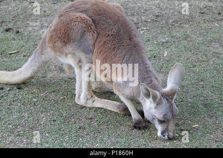 Kangourou rouge alimentation (Macropus rufus) Banque D'Images