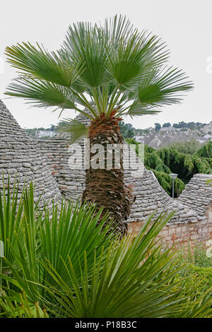 La petite ville unique Sud Italia Alberobello avec pierres antient maisons coniques trullo, destination touristique, région des Pouilles près de Bari Banque D'Images