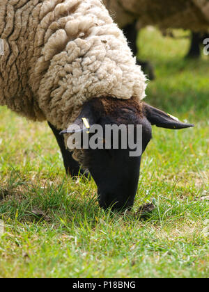 Un head shot of a Suffolk moutons paissant dans un pré Banque D'Images