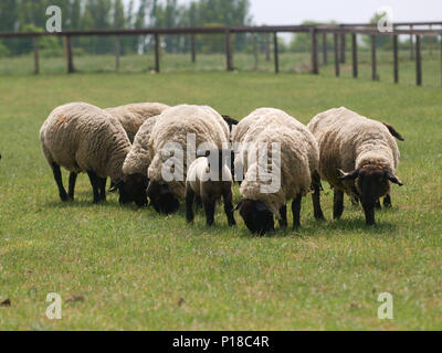 Un troupeau de moutons Suffolk avec agneaux paissent dans un pré. Banque D'Images