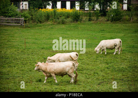 Les jeunes cow standing et de manger des aliments à base de terres agricoles en campagne Baden-Wurttemberg, Allemagne Banque D'Images