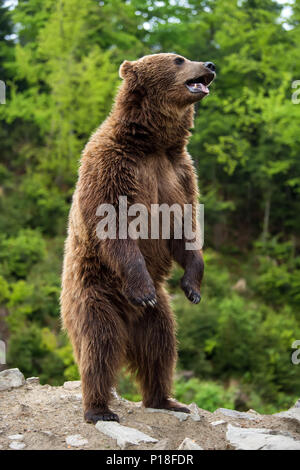 Ours brun (Ursus arctos) debout sur ses pattes de forêt au printemps Banque D'Images