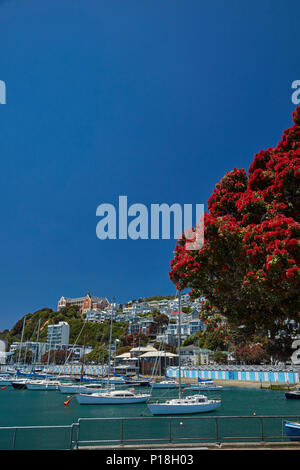 Arbre en fleurs Pohutukawa et Boatsheds, Clyde Marina Quay, Wellington, Île du Nord, Nouvelle-Zélande Banque D'Images