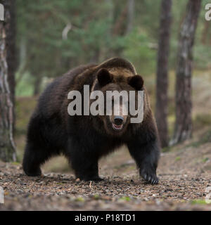 Ours brun eurasien Europaeischer / Braunbaer ( Ursus arctos ) à monter, à venir une colline dans une forêt, rencontre dangereuse, l'Europe. Banque D'Images