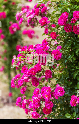 La ligne mauve rose garden, Rosa Excelsa ' ' et plantes grimpantes Banque D'Images