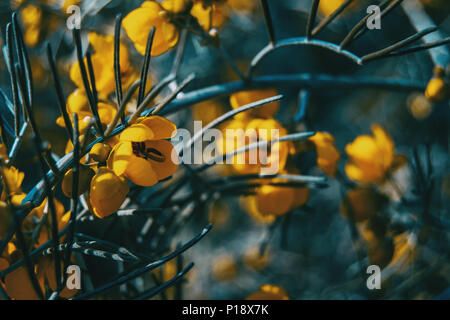 Close-up de fleurs jaunes de senna artemisioides dans la nature Banque D'Images