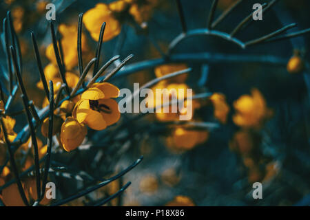 Close-up de fleurs jaunes de senna artemisioides dans la nature Banque D'Images