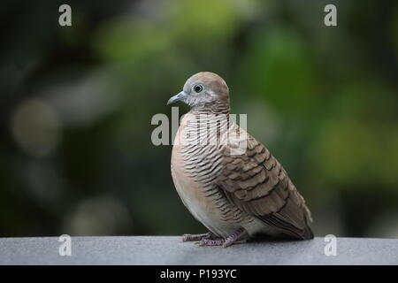 Portrait d'une colombe tachetée (Spilopelia chinensis), Singapour. Banque D'Images