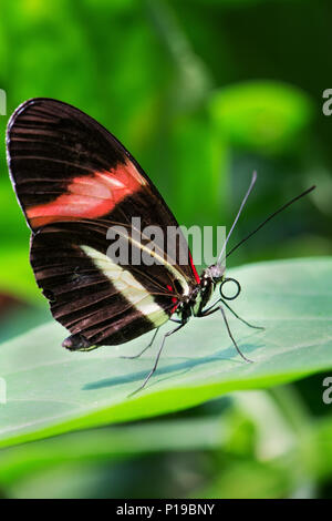 - Laparus Longwing Doris doris, beau papillon coloré de Nouveau Monde. Banque D'Images