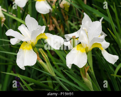 Fleurs blanches à gorge jaune de la plante vivace iris de Sibérie, Iris sibirica 'blanc' de turbulences, la floraison au début de l'été Banque D'Images