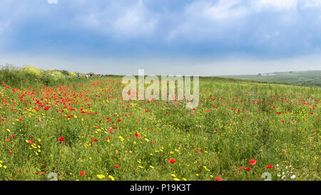 Une vue panoramique de fleurs sauvages poussant dans un champ à champs arables Projet sur West Pentire à Newquay en Cornouailles. Banque D'Images