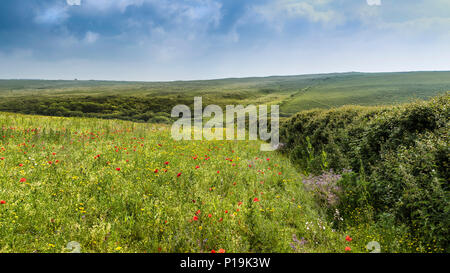 Une vue panoramique de fleurs sauvages colorées poussant dans un champ à champs arables Projet sur West Pentire à Newquay en Cornouailles. Banque D'Images