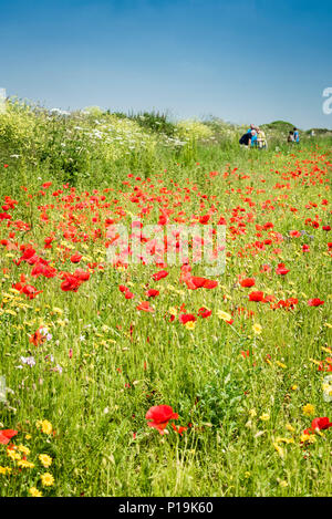 Coquelicot Papaver rhoeas poussant dans un champ au champs arables Projet sur West Pentire à Newquay en Cornouailles. Banque D'Images