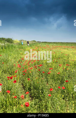 Fleurs sauvages poussant dans un champ au champs arables Projet sur West Pentire à Newquay en Cornouailles. Banque D'Images