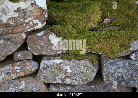 Détail du mur de grès rouge dans le parc national de Brecon Beacons, Pays de Galles, Royaume-Uni Banque D'Images