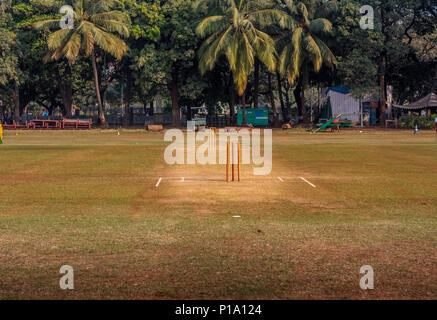 Souches de cricket Banque D'Images