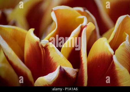 Une belle photo de gros plan, fiery jardin tulip petals Banque D'Images