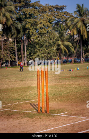 Souches de cricket Banque D'Images