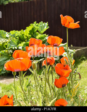 Un champ de coquelicots dans le soleil de l'été Banque D'Images