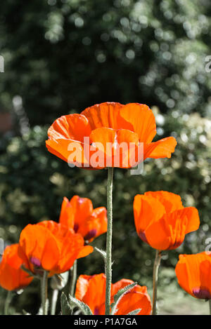 Un coquelicot debout la tête d'un groupe Banque D'Images