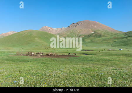 Nomad camp de yourte, Groupe de vaches et chevaux, Song Kol Lac, province de Naryn, du Kirghizistan, de l'Asie centrale Banque D'Images