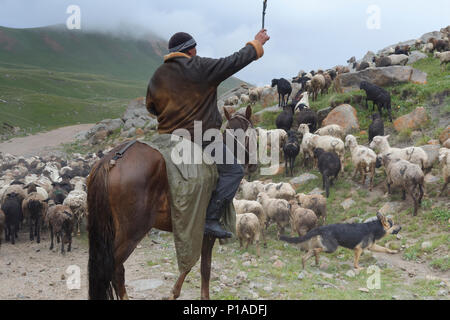 Shepherd guider son troupeau de moutons dans la pluie au Col Tosor, région de Naryn, du Kirghizistan, de l'Asie centrale Banque D'Images