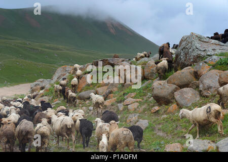 Troupeau de moutons se déplaçant le long col Tosor, région de Naryn, du Kirghizistan, de l'Asie centrale Banque D'Images