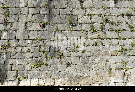 Vieux château de pierre mur de brique en pierre dalles. Mur fortifié médiéval ancienne clôture avec l'herbe verte et de mousse texture pattern. Banque D'Images