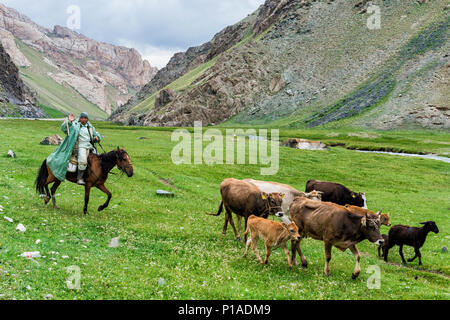 Des vaches et veaux cavalier dans une vallée, province de Naryn, Kirghizistan Banque D'Images