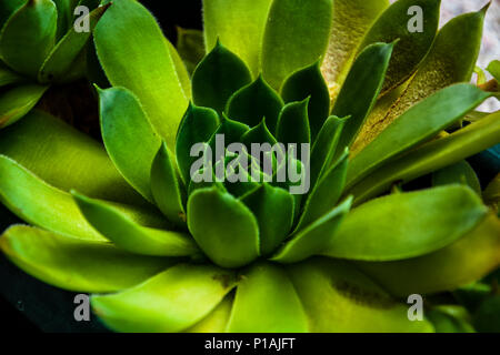 Sempervivum tectorum,common Houseleek, également appelé gouvernante, plante verte, Close up. Sempervivum dans la nature, grande plante saine pour la médecine de fines herbes. Banque D'Images