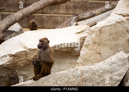 Babouin assis seul dans le zoo de Madrid, Espagne Banque D'Images