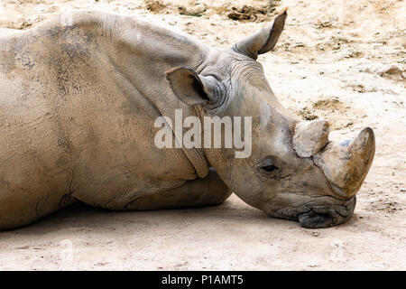 Au repos sur le sable marbre rhinocéros à Madrid, Espagne Zoo Banque D'Images