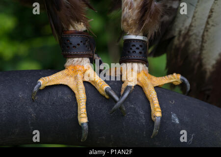 Close up d'un aigle perché avec les pieds de long, pointu talons à Lyberty's Owl Raptor and Reptile, centre de conservation, dans le Dorset, UK. Banque D'Images