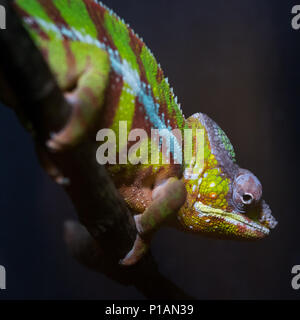 Caméléon Panthère de couleur sur un arrière-plan sombre au Lucy's Owl Raptor and Reptile Centre, dans la région de Ringwood, New Forest, Dorset, UK. Banque D'Images