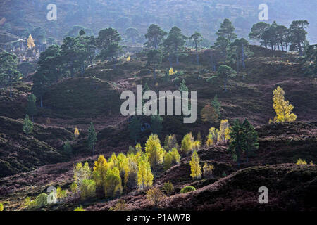 Les feuilles d'automne couleur tournant sur des arbres, dans paysage vallonné, Glen Cannich, Ecosse Banque D'Images