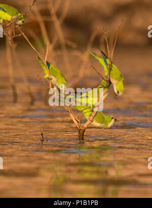Un groupe de perruches moine (Myiopsitta monachus) eau potable d'une rivière dans le Pantanal Banque D'Images