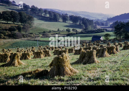 L'agriculture, la création d'un millésime de foin. Lieu inconnu à l'intérieur du Royaume-Uni au début de l'automne 1965 Banque D'Images