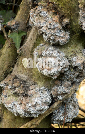 Tout à fait un peu de champignon qui attaque le prunus (prune) de la famille des espèces d'arbres, causant de graves dommages à la pourriture. Banque D'Images